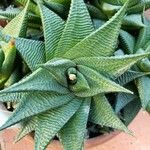 Haworthia limifolia Leaf