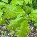 Quercus velutina Листок