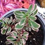 Sedum spurium Blad