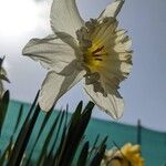 Narcissus × incomparabilis Lorea