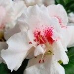 Rhododendron indicum Квітка