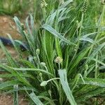 Plantago ovata Habitus