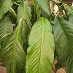 Spathiphyllum blandum Foglia