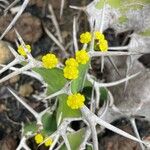 Euphorbia grandicornis Flower