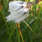 Eriophorum latifolium Ffrwyth