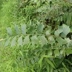 Asplenium stuhlmannii Leaf