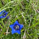 Gentiana acaulisCvet