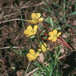 Ranunculus alismifolius Habit