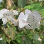 Rhododendron williamsianum Flower