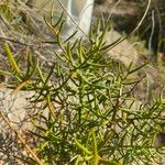 Asparagus horridus Leaf