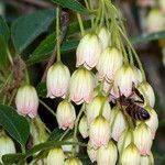 Enkianthus campanulatus Цветок