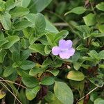 Barleria obtusa Folha