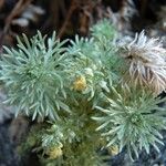 Artemisia schmidtiana 叶