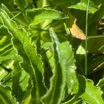 Campanula speciosa Blatt