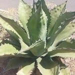 Agave shaferi Blad