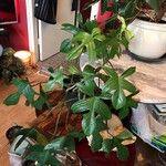 Philodendron pedatum Лист