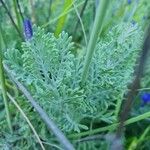 Lavandula pinnata Leaf