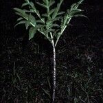 Amorphophallus paeoniifolius Plante entière