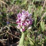 Orchis simia 花