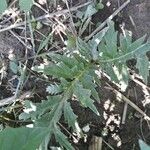 Cirsium vulgare 叶