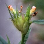Stylosanthes guianensis Flower