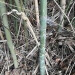 Bambusa vulgaris 樹皮