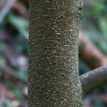 Strombosia ceylanica Rinde
