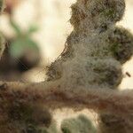 Cosentinia vellea Mbuma