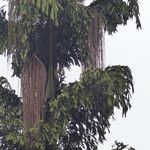 Caryota urens Fruto