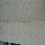 Agrostis stolonifera Feuille