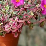 Portulaca umbraticola पत्ता