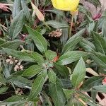 Oenothera macrocarpa পাতা