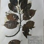 Cinnamomum glanduliferum Otro