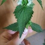 Lamium album Leaf