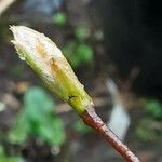 Amelanchier laevis Leaf
