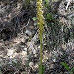Orchis anthropophora 形態