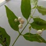 Chiococca alba 果実