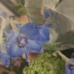 Delphinium leroyi Flower