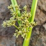 Cyperus dichrostachyus Frucht