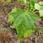 Chenopodiastrum hybridum Leaf