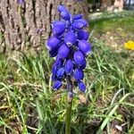 Muscari neglectumLorea