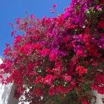 Bougainvillea spp. फल