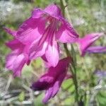 Gladiolus palustris Blüte