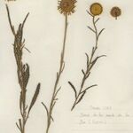 Leucanthemum virgatum 形態