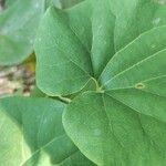 Aristolochia cymbifera Лист