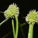 Cyperus hortensis Casca