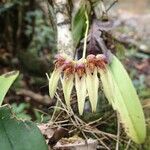 Bulbophyllum longiflorum Çiçek