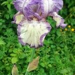 Iris germanica Flower