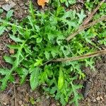 Cirsium oleraceumFulla