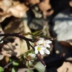 Cardamine hirsuta Floare